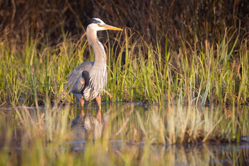 A wild great blue heron in Grand Teton National Park in Wyoming.