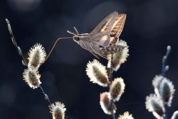 A wild Hummingbird hawk-moth in Grand Teton National Park in Wyoming.