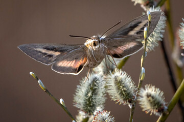 A wild Hummingbird hawk-moth in Grand Teton National Park in Wyoming.