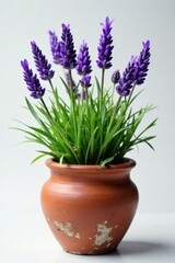 Fragrant lavender blooms in a weathered earthenware pot, clay, garden decor, fresh
