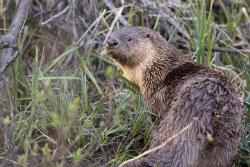 Wild river otters in Grand Teton National Park in Wyoming.