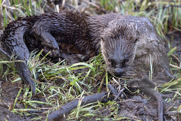 Wild river otters in Grand Teton National Park in Wyoming.