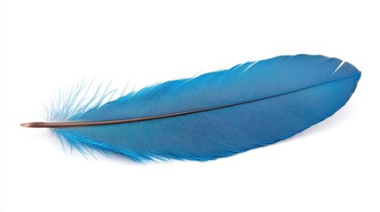 Intricate Blue Bird Feather On White Background