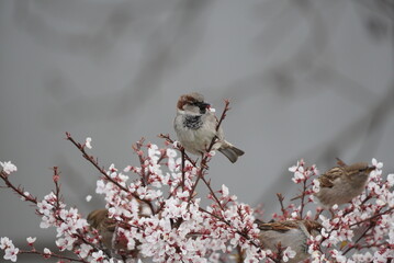 Several sparrows eating the flowers of a spring tree. Pink flowers on the tree. Passer domesticus. Spring time.