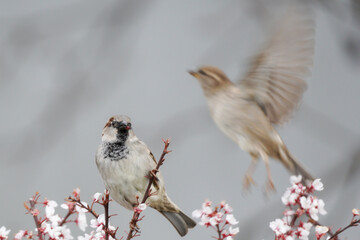 Several sparrows are eating the flowers of a spring tree. One willow warbler is in flight. Pink flowers on the tree. Passer domesticus. Spring time.