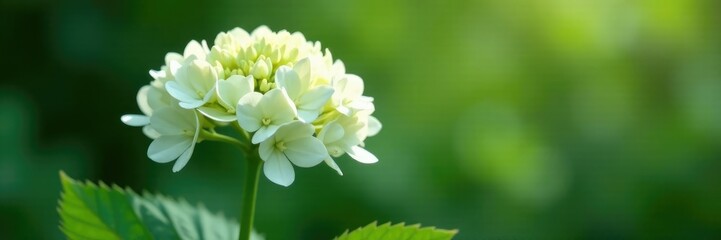 A delicate white bloom starts to form at the tip of a broom-like stem, white, blossoming, hydrangea