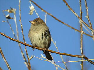 A sparrow perched on a thin branch in sunny weather against a bright blue sky. Passer domesticus. Winter weather.