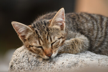sleeping cat