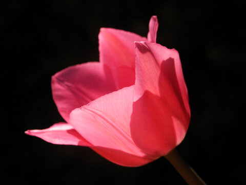 A pink tulip flower in close-up for a black background