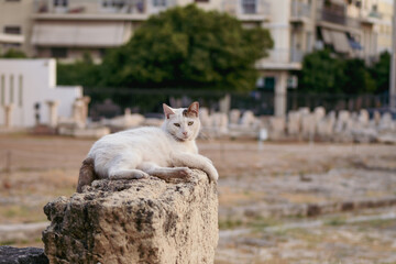 Obraz premium cat on a monument in Greece