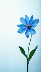 Naklejka premium Forget me not blue flower against soft white gradient, white gradient, blue flower,