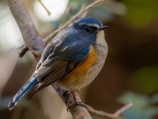 森の中の木陰で枝に留まって周りを見渡しているルリビタキの雄