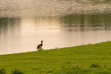 Schwarzstorch in den Elbauen