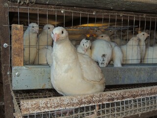 Large white young Texas quail sits on cage egg roll against background of cage full of domestic quails, cage keeping of poultry on country farm © Skyliz