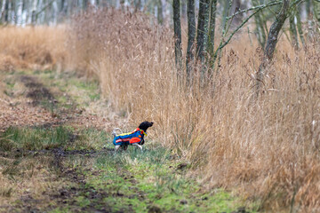 Jagdhund im Einsatz