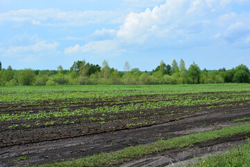 Obraz premium Young Plants in an agricultural field with some trees in the background
