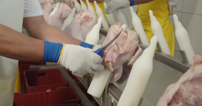 Workers engaged in poultry processing at a processing plant. Meat processing plant concept.