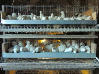 multi-level cage with white quails on a farm in a chicken coop, keeping domestic quails of the Texas breed in mesh cages with metal feeders, artificial lighting and a long lattice roll-out for eggs © Skyliz