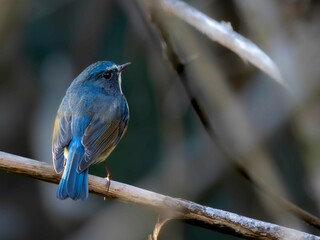 森の中で枝に留まって周りを見渡しているルリビタキの雄