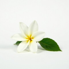 Fototapeta premium A single jasmine flower with its stem and leaves against a simple white background, flower, nature