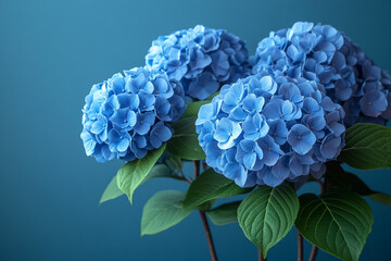 Vibrant Blue Hydrangeas Blooming Against a Teal Background