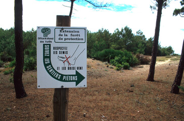 Extension de la foret, protection des dunes, Foret Landaise, 33, Gironde, France
