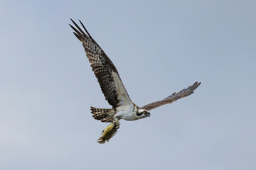 Osprey with fish catch flying in the air