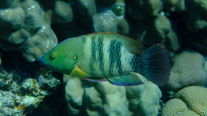 Fototapeta premium Broomtail wrasse (Cheilinus lunulatus) undersea, Red Sea, Egypt, Sharm El Sheikh, Montazah Bay
