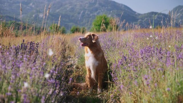 A Nova Scotia Duck Tolling Retriever sits in a lavender field, surrounded by purple flowers and distant mountains. The peaceful setting and natural beauty make for a serene summer scene.