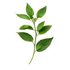 Fototapeta premium Fresh basil leaves with vibrant green color, perfect for culinary use and garnishing dishes. Their aromatic scent enhances flavors in various recipes
