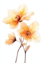 Fototapeta premium Pastel yellow flowers, studio shot, white background, floral art print