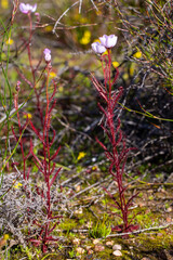 Drosera cistiflora in the northern Cederberg in te Western Cape of South Africa