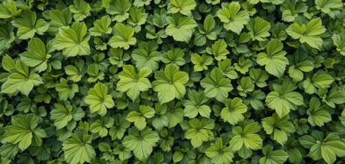 Obraz premium Abundant Green Leaves Canopy Creating a Lush Natural Pattern