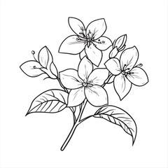 Five-Petal Flowers Ink Drawing , Hand-Drawn Botanical Line Art
