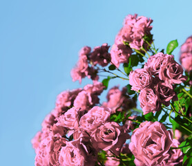 Natural background of rose bush