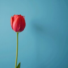 Freshly opened red flower bud on a muted blue background, color, petals, growth