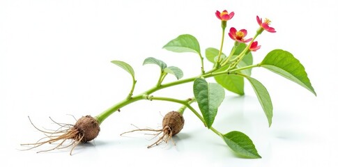 Isolated Abrus precatorius plant on white background with roots, stem, herb, gunja
