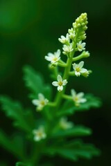 Macro shot of small white fern flowers on dark green leaves, botany, ferns, intricate