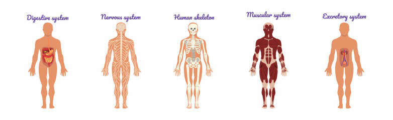 Educative Anatomy with Body Inner System and Organ Vector Set