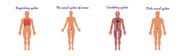 Educative Anatomy with Body Inner System and Organ Vector Set