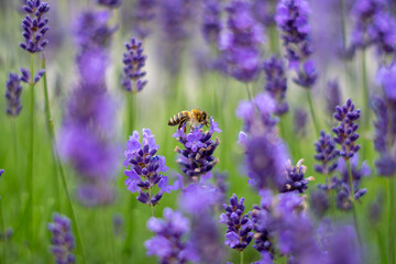 bumblebee on lavender. bee on purple flower