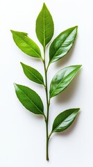 Fototapeta premium Green tea leaves, isolated on white background, a premium selection of green tea leaves