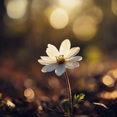A delicate white flower stands tall in a sunlit garden, surrounded by a warm bokeh background, embodying nature's serene beauty.
