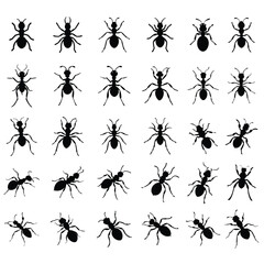 Ant vector silhouette.Ant vector silhouette.Ant silhouette, ant icon, Vector Illustration