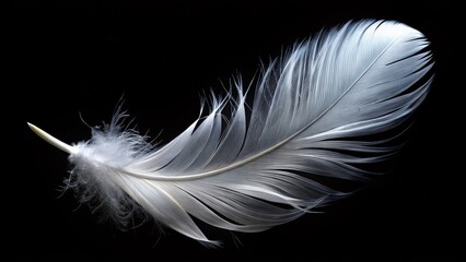 Obraz premium Single White Feather Floating, Isolated Black Background, High-Resolution Stock Photo