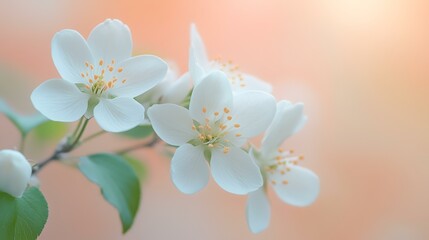 Obraz premium Delicate white blossoms on a branch, soft spring light, blurred background, perfect for springtime themes, greeting cards, or websites