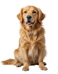 Obraz premium Golden Retriever Dog Sitting PNG with Transparent Background