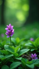 Lush violet leaves with small white flowers and stems in a verdant forest glade, botanical, nature