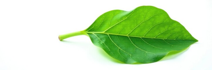 Obraz premium Single green fig leaf with veins against white background, isolated, foliage