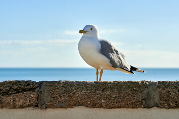 Seagull perched with the sea in the background